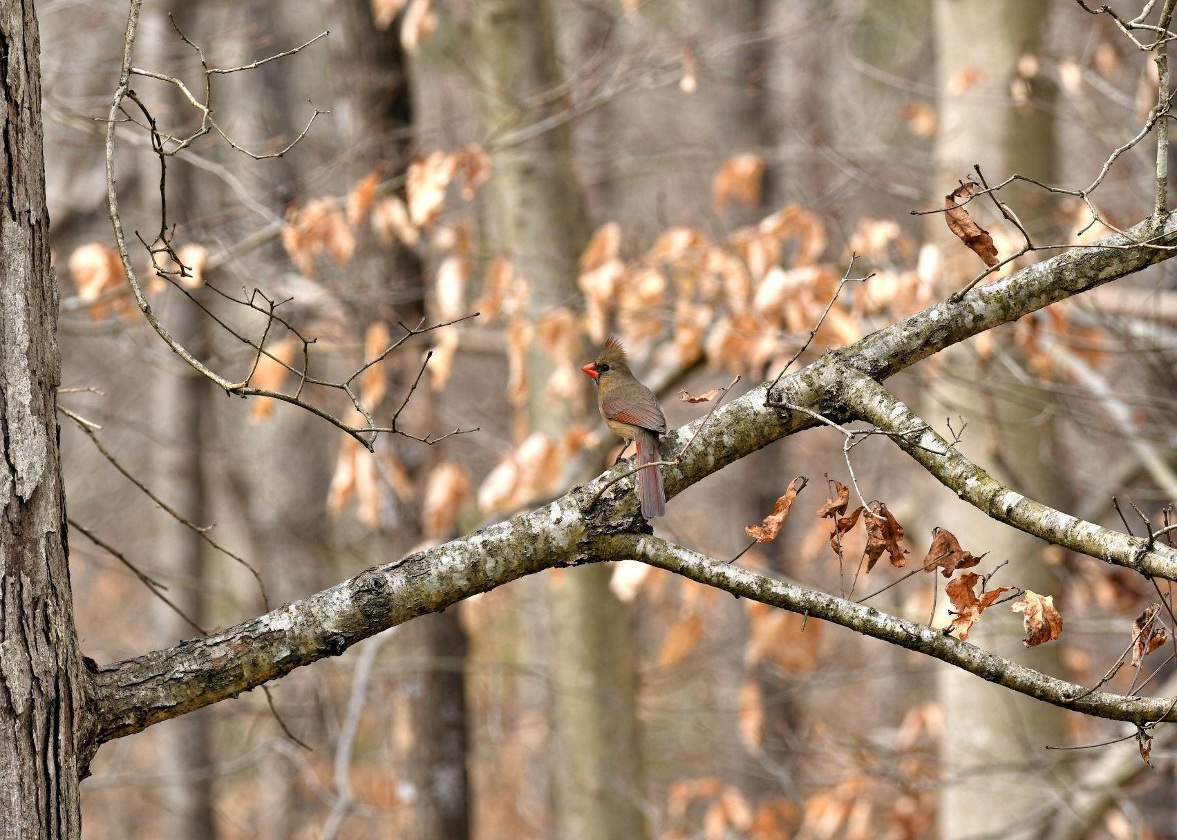 Lone cardinal